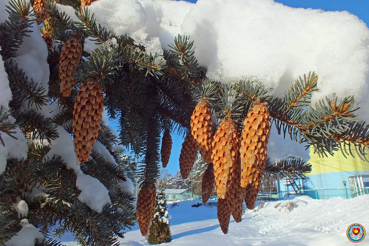 "Зимние фантазии" Фото Е.Подосёновой "Зимние фантазии" Фото Е.Подосёновой